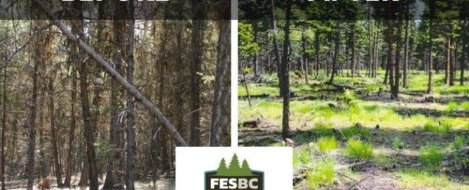 Forest Enhancement Society of B.C. Announces $63 Million in Funding for Province-wide Deployment
