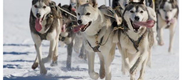 Events happening in Quesnel and surrounding area from January 18th - February 1 2019