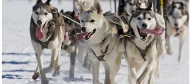 QUESNEL AND SURROUNDING AREA EVENTS JANUARY 5TH - JANUARY 31ST 2019