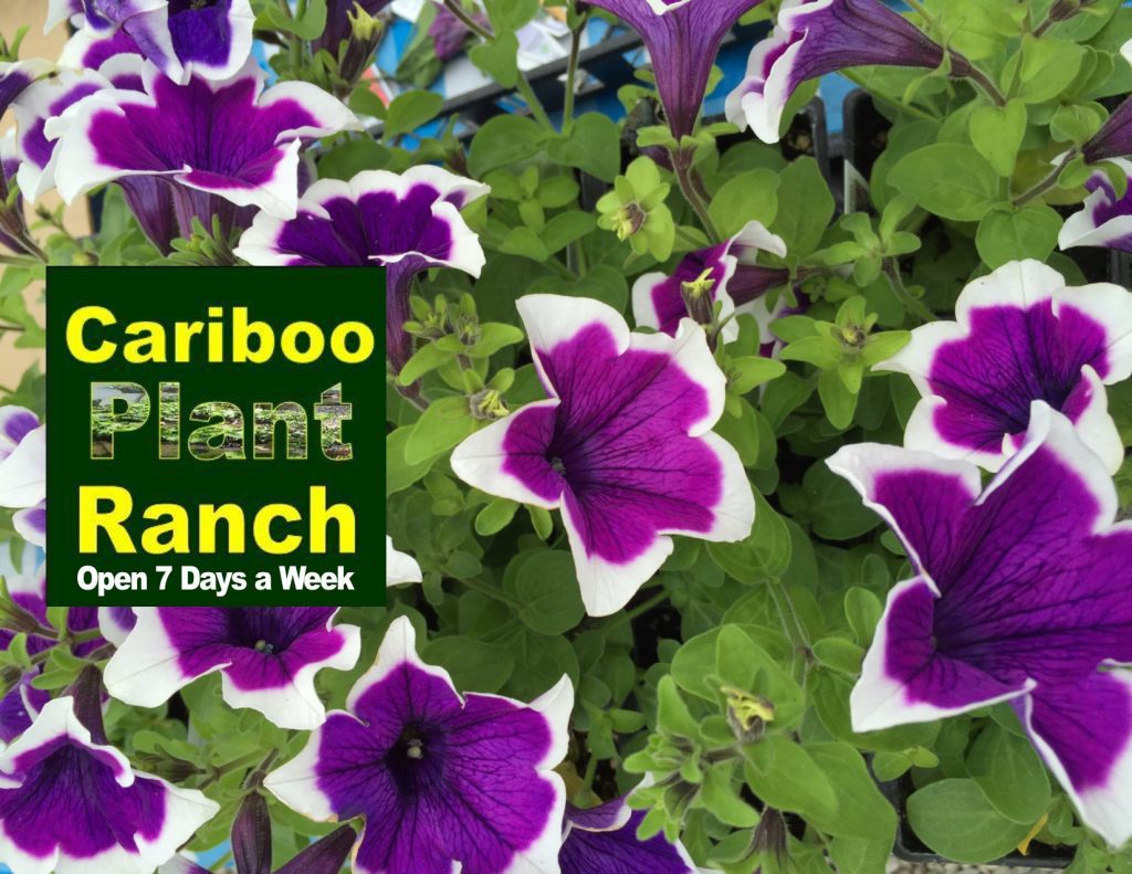 https://www.facebook.com/CaribooPlantRanch/