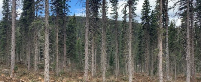 Barkerville Historic Town & Park Completes First Phase of Wildfire Mitigation Work