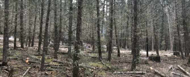 Mule Deer Winter Range Enhancement and Wildfire Risk Mitigation Project Sees Positive Outcomes in Williams Lake Community Forest