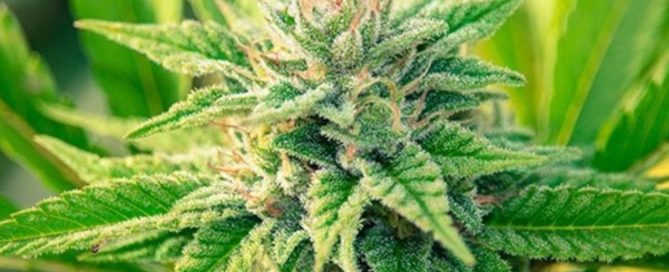 Positive Feedback for two cannabis dispensary applicants on Birch Avenue 100 Mile House