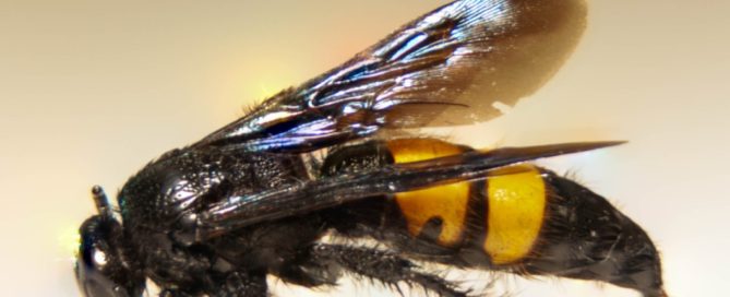 Giant Asian Hornets threaten pollinators and ignore international borders